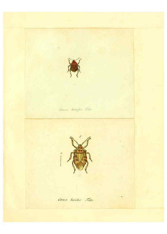 Reproducción/Reproduction 6055743783: Faunae insectorum Germanicae initia Nuremberg :Felsecker,1792-1823 