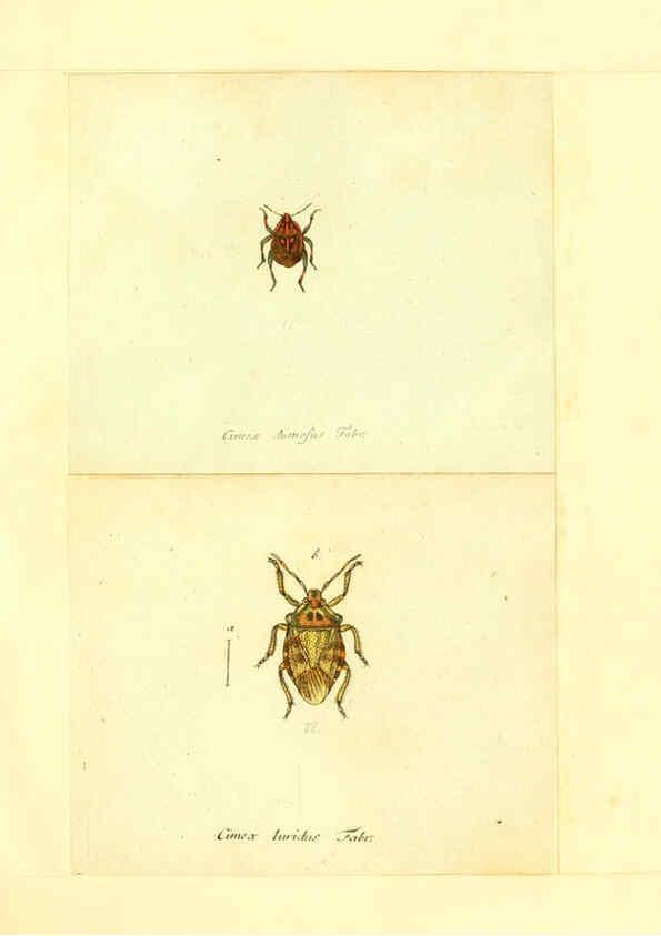 Reproducción/Reproduction 6055743783: Faunae insectorum Germanicae initia Nuremberg :Felsecker,1792-1823 