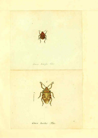 Reproducción/Reproduction 6055743783: Faunae insectorum Germanicae initia Nuremberg :Felsecker,1792-1823 