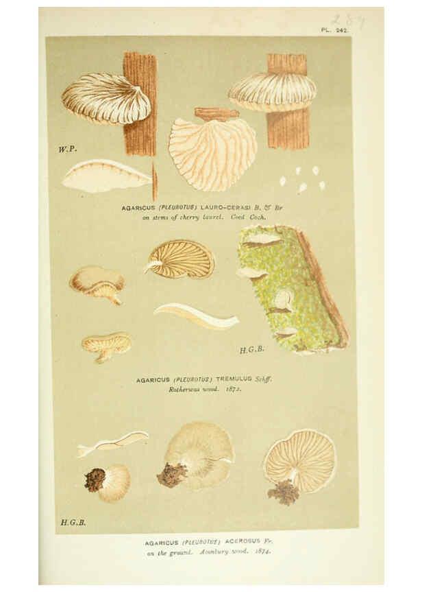 Reproducción/Reproduction 6056237146: Illustrations of British fungi (Hymenomycetes) London,Williams and Norgate,1881-91