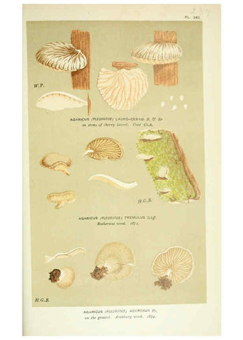 Reproducción/Reproduction 6056237146: Illustrations of British fungi (Hymenomycetes) London,Williams and Norgate,1881-91