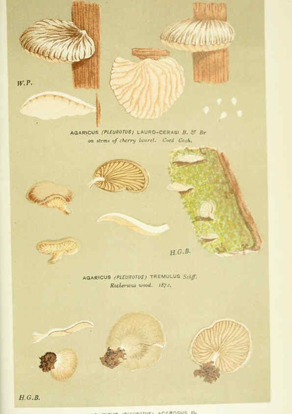 Reproducción/Reproduction 6056237146: Illustrations of British fungi (Hymenomycetes) London,Williams and Norgate,1881-91