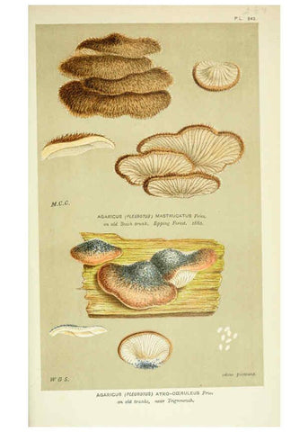 Reproducción/Reproduction 6056237606: Illustrations of British fungi (Hymenomycetes) London,Williams and Norgate,1881-91