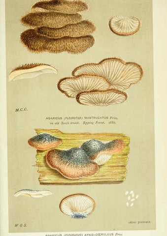 Reproducción/Reproduction 6056237606: Illustrations of British fungi (Hymenomycetes) London,Williams and Norgate,1881-91