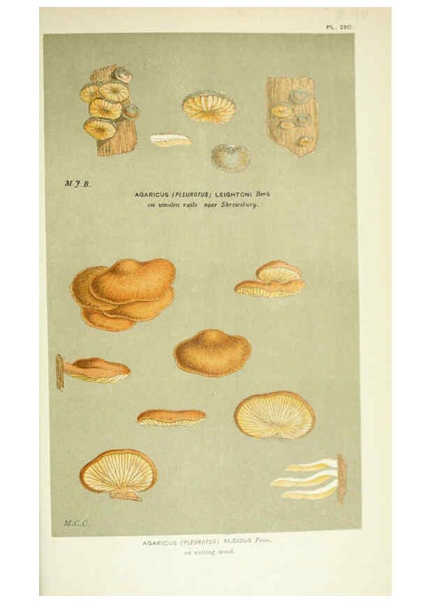 Reproducción/Reproduction 6056237952: Illustrations of British fungi (Hymenomycetes) London,Williams and Norgate,1881-91