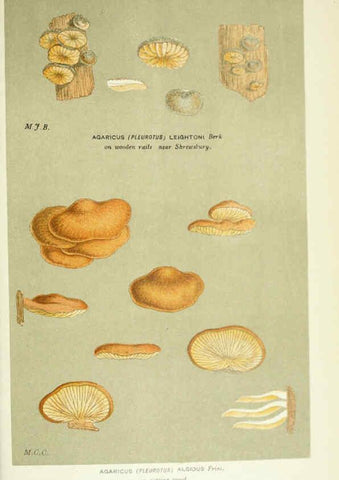 Reproducción/Reproduction 6056237952: Illustrations of British fungi (Hymenomycetes) London,Williams and Norgate,1881-91