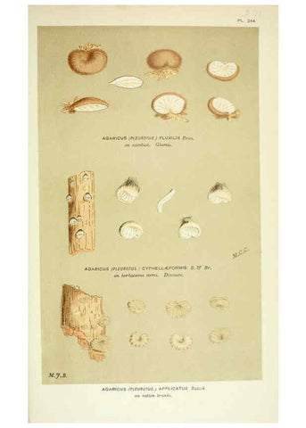 Reproducción/Reproduction 6056238292: Illustrations of British fungi (Hymenomycetes) London,Williams and Norgate,1881-91