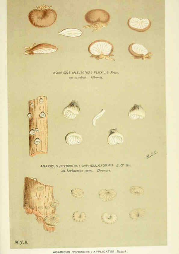 Reproducción/Reproduction 6056238292: Illustrations of British fungi (Hymenomycetes) London,Williams and Norgate,1881-91