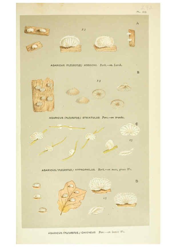 Reproducción/Reproduction 6055691569: Illustrations of British fungi (Hymenomycetes) London,Williams and Norgate,1881-91