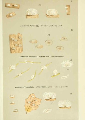 Reproducción/Reproduction 6055691569: Illustrations of British fungi (Hymenomycetes) London,Williams and Norgate,1881-91