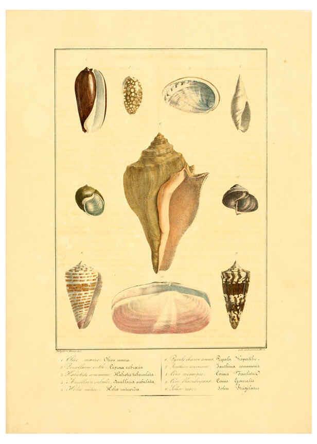 Reproducción/Reproduction 6055706107: Iconographie conchyliologique A Marseille :Chez Crévot, libraire ... ;1828