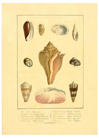 Reproducción/Reproduction 6055706107: Iconographie conchyliologique A Marseille :Chez Crévot, libraire ... ;1828