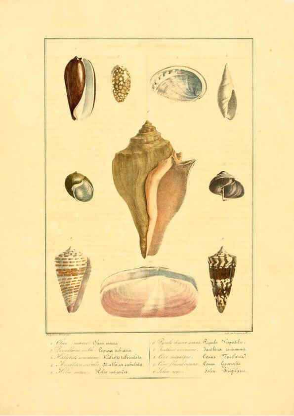 Reproducción/Reproduction 6055706107: Iconographie conchyliologique A Marseille :Chez Crévot, libraire ... ;1828