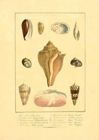 Reproducción/Reproduction 6055706107: Iconographie conchyliologique A Marseille :Chez Crévot, libraire ... ;1828