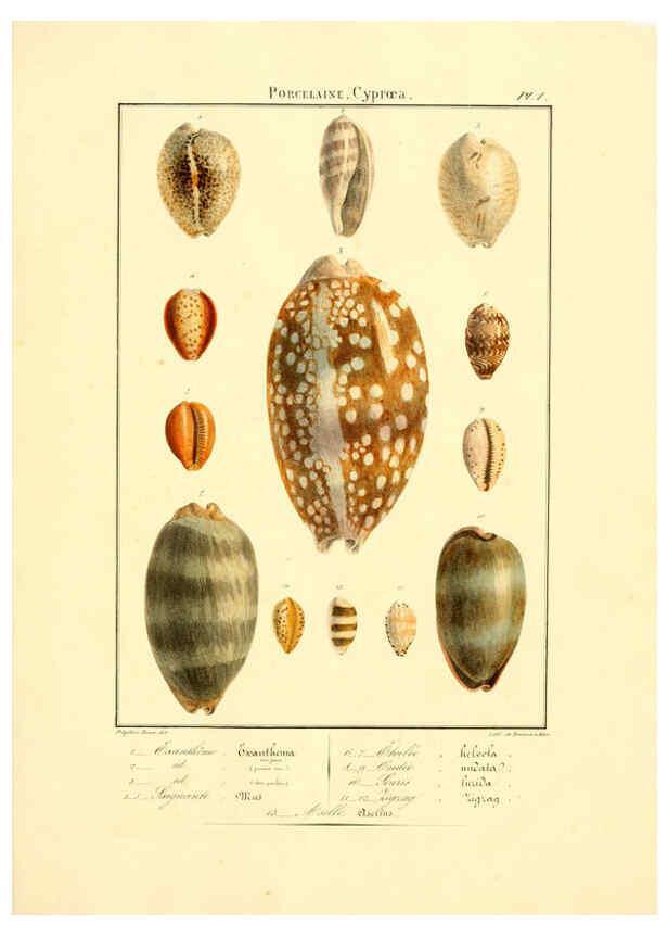Reproducción/Reproduction 6055706563: Iconographie conchyliologique A Marseille :Chez Crévot, libraire ... ;1828