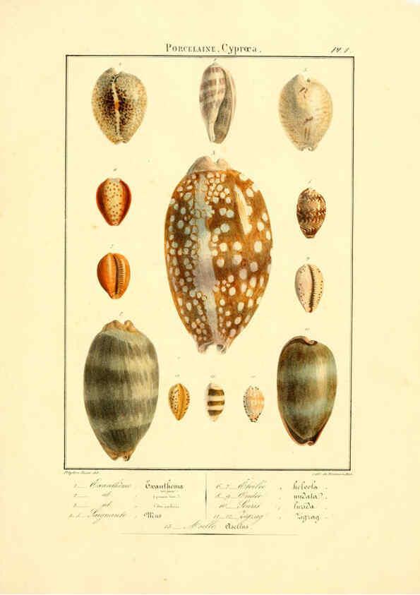 Reproducción/Reproduction 6055706563: Iconographie conchyliologique A Marseille :Chez Crévot, libraire ... ;1828