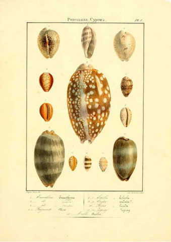Reproducción/Reproduction 6055706563: Iconographie conchyliologique A Marseille :Chez Crévot, libraire ... ;1828