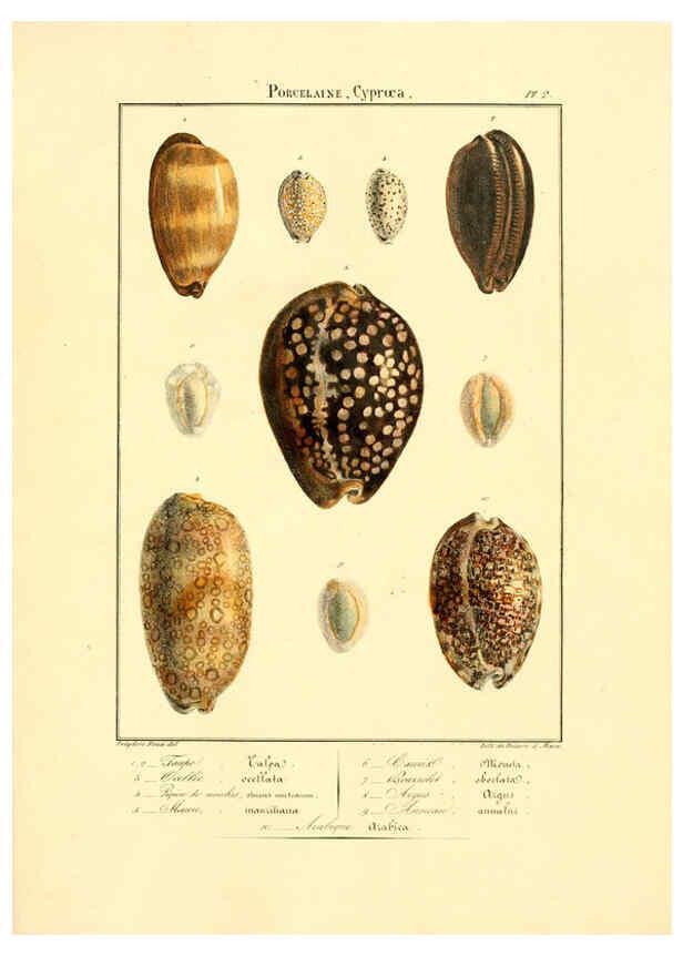 Reproducción/Reproduction 6055706737: Iconographie conchyliologique A Marseille :Chez Crévot, libraire ... ;1828