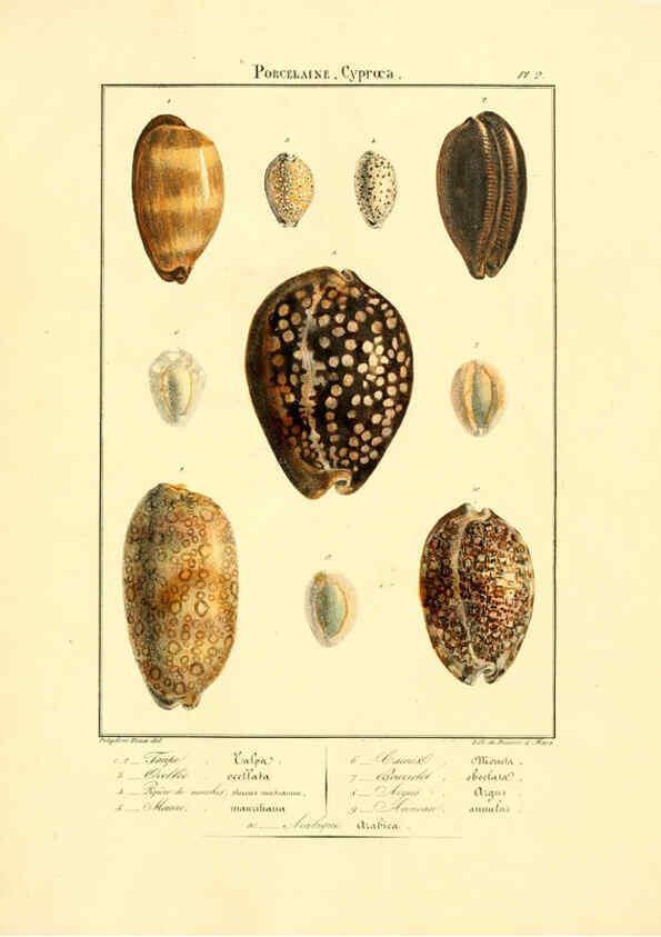 Reproducción/Reproduction 6055706737: Iconographie conchyliologique A Marseille :Chez Crévot, libraire ... ;1828
