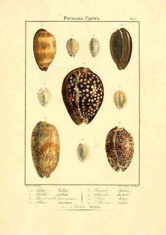 Reproducción/Reproduction 6055706737: Iconographie conchyliologique A Marseille :Chez Crévot, libraire ... ;1828