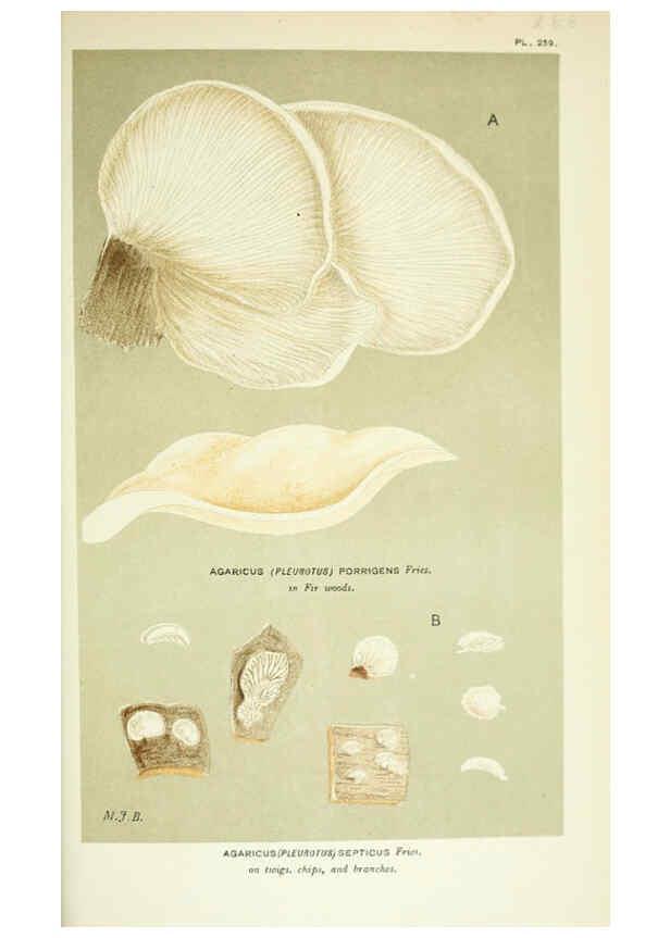 Reproducción/Reproduction 6055690411: Illustrations of British fungi (Hymenomycetes) London,Williams and Norgate,1881-91