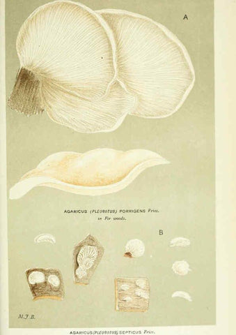 Reproducción/Reproduction 6055690411: Illustrations of British fungi (Hymenomycetes) London,Williams and Norgate,1881-91