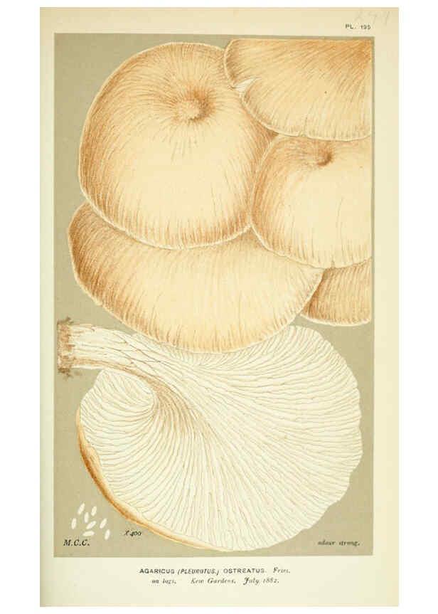 Reproducción/Reproduction 6055687511: Illustrations of British fungi (Hymenomycetes) London,Williams and Norgate,1881-91