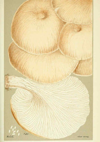 Reproducción/Reproduction 6055687511: Illustrations of British fungi (Hymenomycetes) London,Williams and Norgate,1881-91