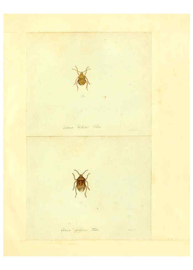 Reproducción/Reproduction 6055744043: Faunae insectorum Germanicae initia Nuremberg :Felsecker,1792-1823 