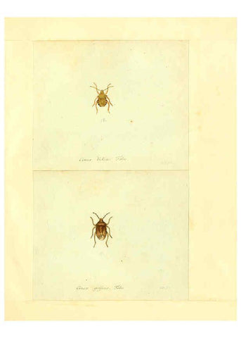 Reproducción/Reproduction 6055744043: Faunae insectorum Germanicae initia Nuremberg :Felsecker,1792-1823 