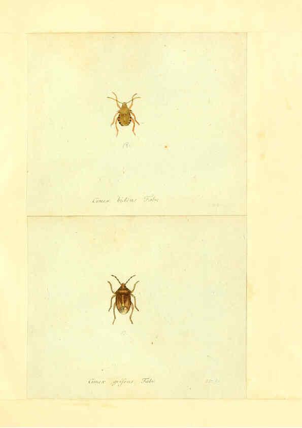 Reproducción/Reproduction 6055744043: Faunae insectorum Germanicae initia Nuremberg :Felsecker,1792-1823 