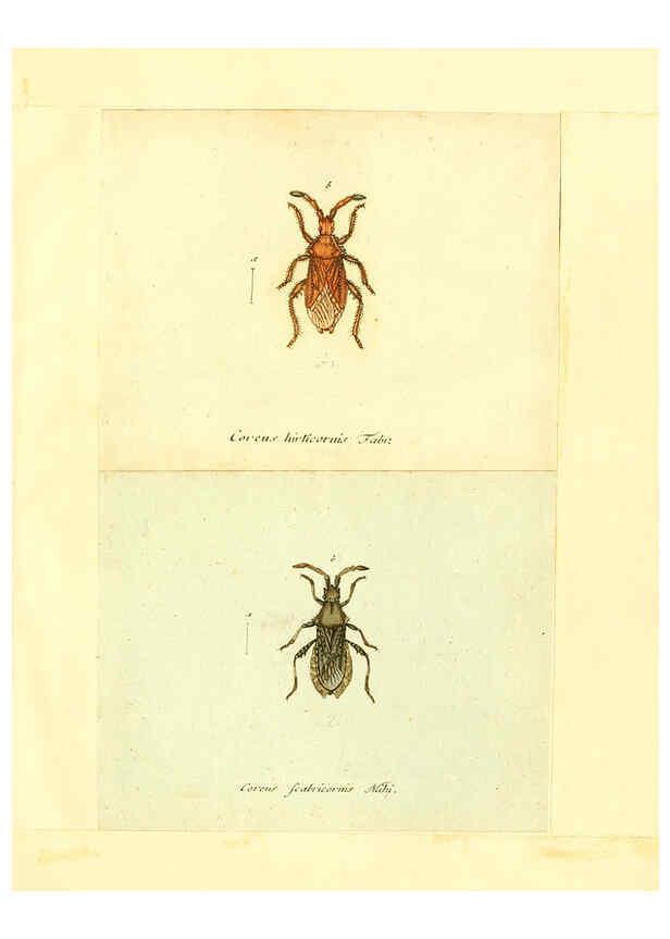 Reproducción/Reproduction 6055744719: Faunae insectorum Germanicae initia Nuremberg :Felsecker,1792-1823 