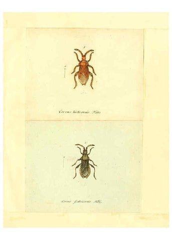 Reproducción/Reproduction 6055744719: Faunae insectorum Germanicae initia Nuremberg :Felsecker,1792-1823 
