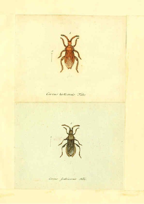 Reproducción/Reproduction 6055744719: Faunae insectorum Germanicae initia Nuremberg :Felsecker,1792-1823 