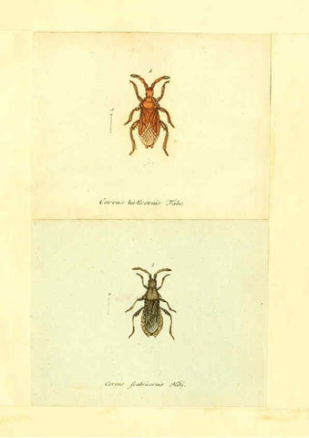 Reproducción/Reproduction 6055744719: Faunae insectorum Germanicae initia Nuremberg :Felsecker,1792-1823 