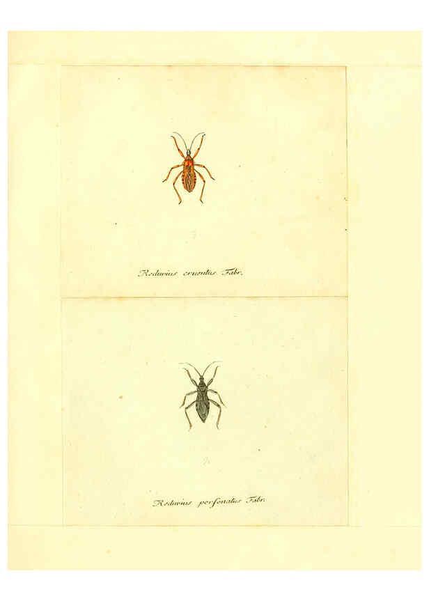 Reproducción/Reproduction 6056297764: Faunae insectorum Germanicae initia Nuremberg :Felsecker,1792-1823 