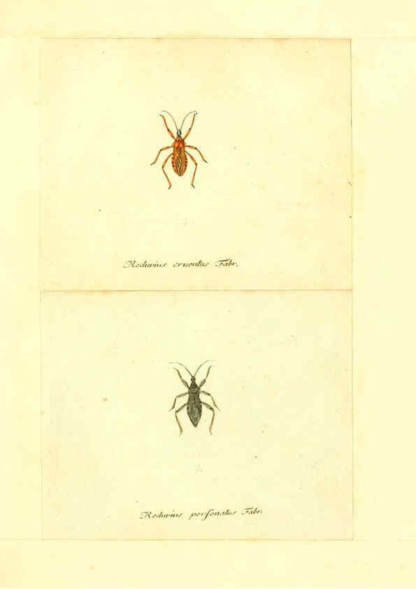 Reproducción/Reproduction 6056297764: Faunae insectorum Germanicae initia Nuremberg :Felsecker,1792-1823 