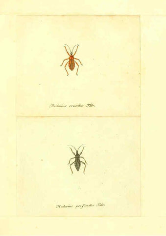Reproducción/Reproduction 6056297764: Faunae insectorum Germanicae initia Nuremberg :Felsecker,1792-1823 