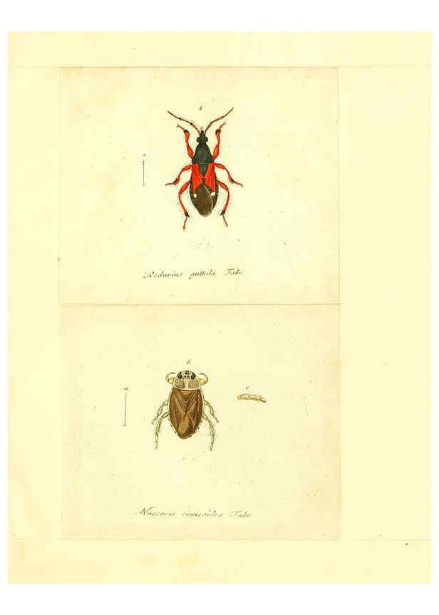 Reproducción/Reproduction 6055751565: Faunae insectorum Germanicae initia Nuremberg :Felsecker,1792-1823 