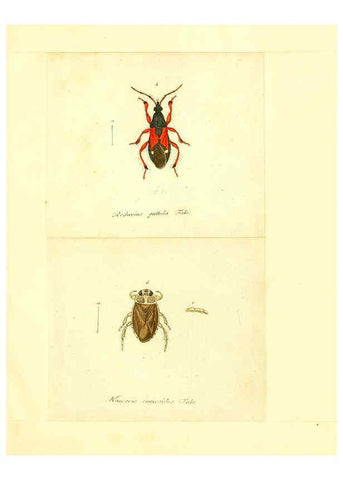Reproducción/Reproduction 6055751565: Faunae insectorum Germanicae initia Nuremberg :Felsecker,1792-1823 