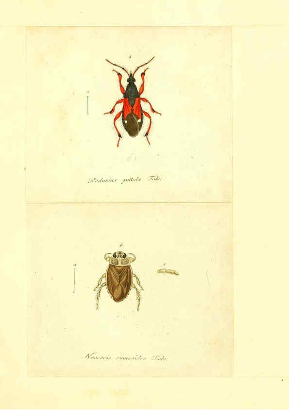 Reproducción/Reproduction 6055751565: Faunae insectorum Germanicae initia Nuremberg :Felsecker,1792-1823 