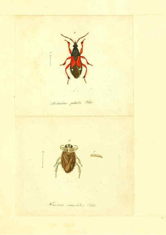 Reproducción/Reproduction 6055751565: Faunae insectorum Germanicae initia Nuremberg :Felsecker,1792-1823 