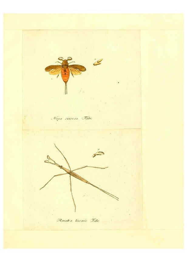 Reproducción/Reproduction 6055751879: Faunae insectorum Germanicae initia Nuremberg :Felsecker,1792-1823 