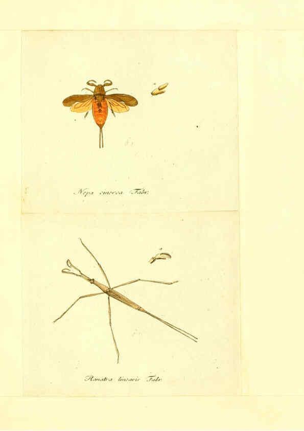 Reproducción/Reproduction 6055751879: Faunae insectorum Germanicae initia Nuremberg :Felsecker,1792-1823 