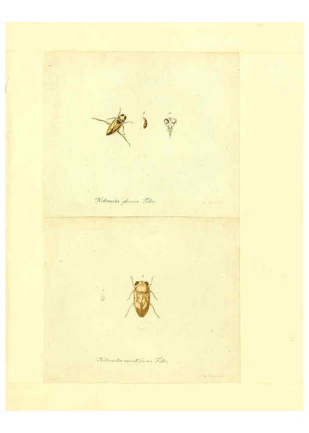 Reproducción/Reproduction 6055752091: Faunae insectorum Germanicae initia Nuremberg :Felsecker,1792-1823 
