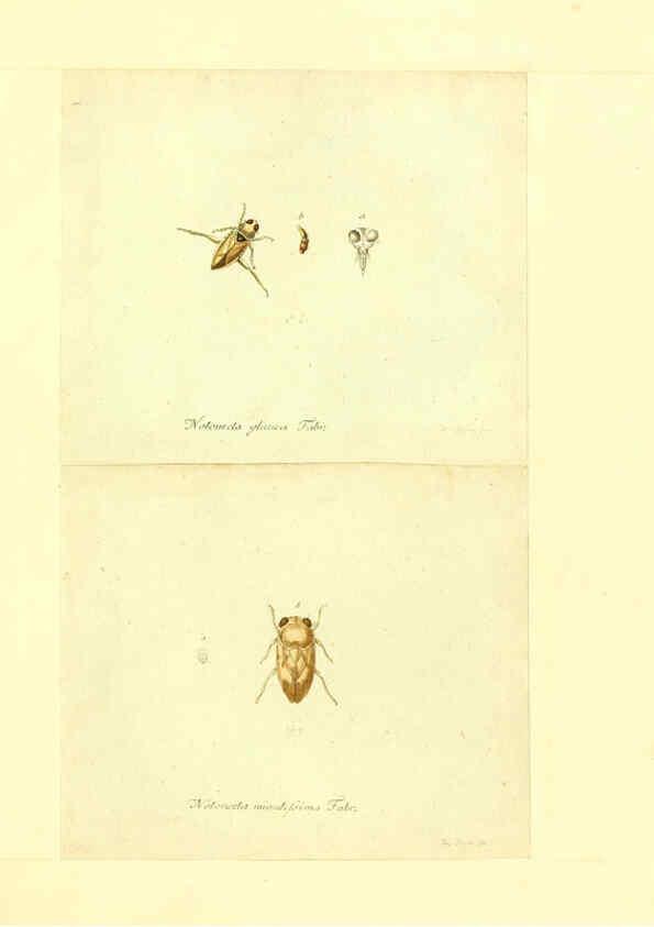 Reproducción/Reproduction 6055752091: Faunae insectorum Germanicae initia Nuremberg :Felsecker,1792-1823 