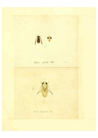 Reproducción/Reproduction 6056298732: Faunae insectorum Germanicae initia Nuremberg :Felsecker,1792-1823 
