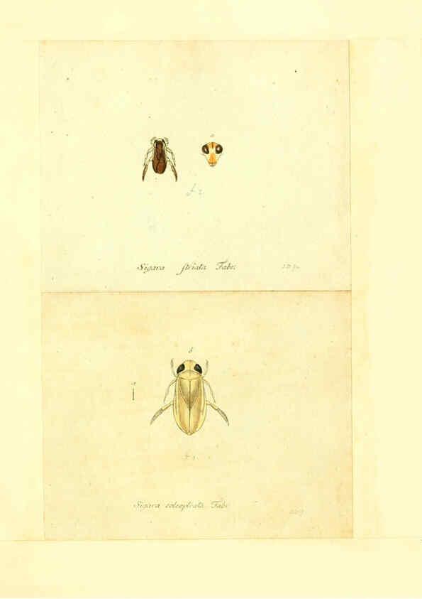 Reproducción/Reproduction 6056298732: Faunae insectorum Germanicae initia Nuremberg :Felsecker,1792-1823 