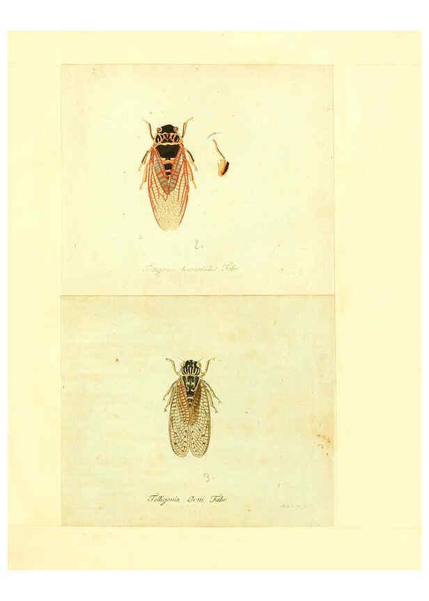 Reproducción/Reproduction 6055752793: Faunae insectorum Germanicae initia Nuremberg :Felsecker,1792-1823 
