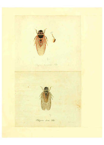 Reproducción/Reproduction 6055752793: Faunae insectorum Germanicae initia Nuremberg :Felsecker,1792-1823 